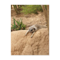 Meerkat to Hot Post Cards