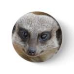 Meerkat Up Close Pinback Button