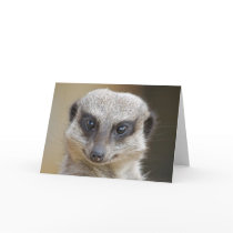 Meerkat Up Close Card