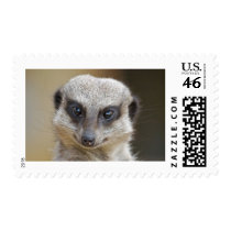 Meerkat Up Close Postage Stamps