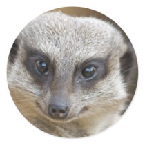 Meerkat Up Close stickers by Precious_Prints Meerkat Up Close stickers