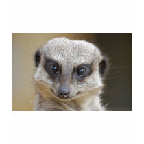 Meerkat Up Close t-shirts