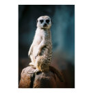 postcard - Meerkats love to be on the watch for predators