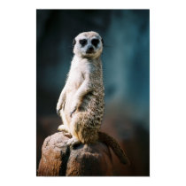 Meerkat Watch - Poster posters by aestheticchaos Meerkat Watch - Poster posters