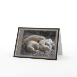 Meerkat Wildlife Greeting Cards