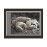 Meerkat Wildlife