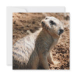 Meerkat with Dirty Face  Invitations