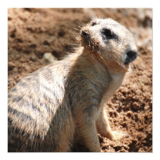 Meerkat with Dirty Face  Invitations