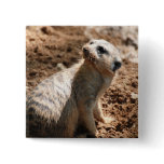 Meerkat with Dirty Face Pin