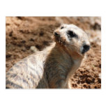 Meerkat with Dirty Face Postcard
