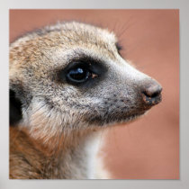 Meerkate Poster Print