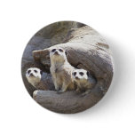 Meerkats Buttons