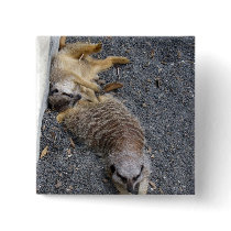 Meerkats Buttons