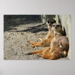 Meerkats Hanging Out Poster