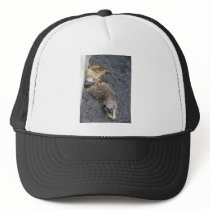Meerkats Mesh Hats