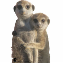 Meerkats hugging - Photo Sculpture photo sculptures