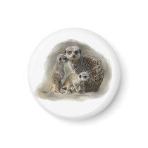 meerkats magnets