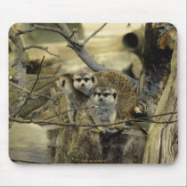 Meerkats, Mongoose, African Wildlife, Animals mousepads