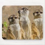 Meerkats Mousepad