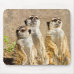 Meerkats Mouse Pad