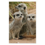 Meerkats on the lookout stationery design