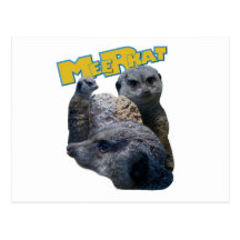 Meerkats Post Card