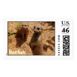 Meerkats Stamp