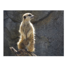 Meerkats Postcards