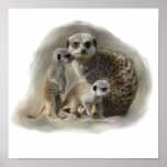 meerkats posters