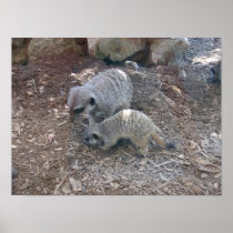 Meerkats Poster