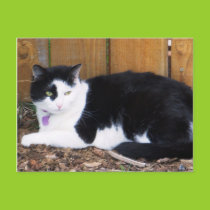 Meet Hank postcard postcards