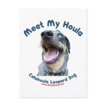 Meet My Catahoula Dog Post Card