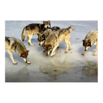 Meet the Wolf Pack posters