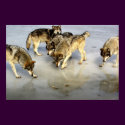 Meet the Wolf Pack posters
