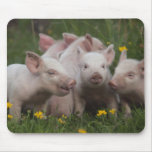 Meeting of the Three Little Pigs Mouse Pads
