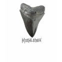 Megalodon Tooth t-shirts by Fairyscape Megalodon Tooth t-shirts