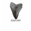 Megalodon Tooth t-shirts by Fairyscape Megalodon Tooth t-shirts