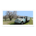 Megan's Truck in Almond blossoms posters by shaughey Megan's Truck in Almond blossoms posters