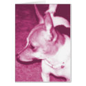 Megenta Chihuahua Pop Art Card by RLMdesignes Megenta Chihuahua Pop Art Card