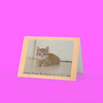 Meggie Notecards