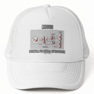 Meiosis Essential For Sexual Reproduction hat