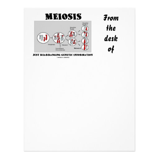 Meiosis Just Rearranging Genetic Information Letterhead