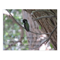 Meister Eckhart Contemplation Quote Hummingbird postcards