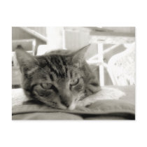 Melancholy postcards