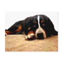 Mellow Bernese Mountain Dog Post Card