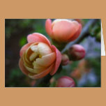 Mellow Rose Card cards