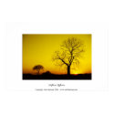 Mellow Yellow posters by celtxian Mellow Yellow posters