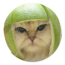 Melon Cat