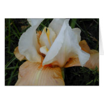 Melon-colored iris closeup card by serenity_ii Melon-colored iris closeup card