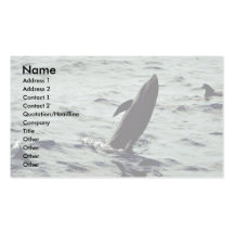 Melon-headed whale business card templates